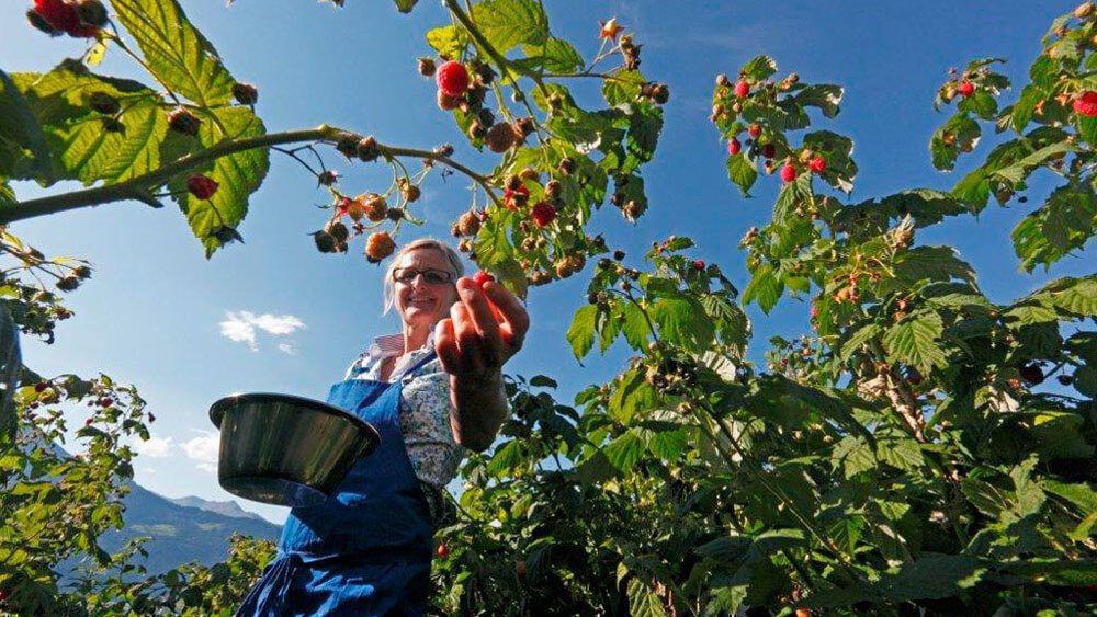 Frötscherhof Mellaun - Biologische Produkte direkt vom Bauernhof