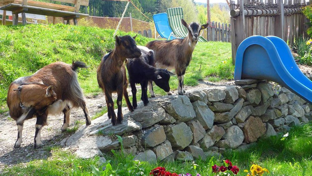 Frötscherhof Mellaun - Langeweile kennt keiner bei unserem Erlebnisbauernhof