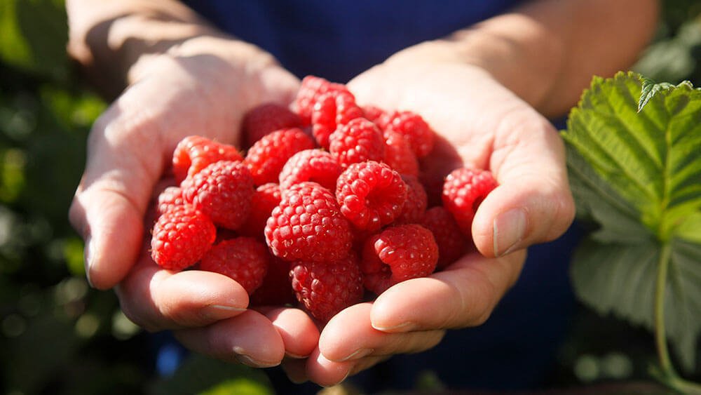 Frötscherhof Mellaun - Biologische Produkte direkt vom Bauernhof