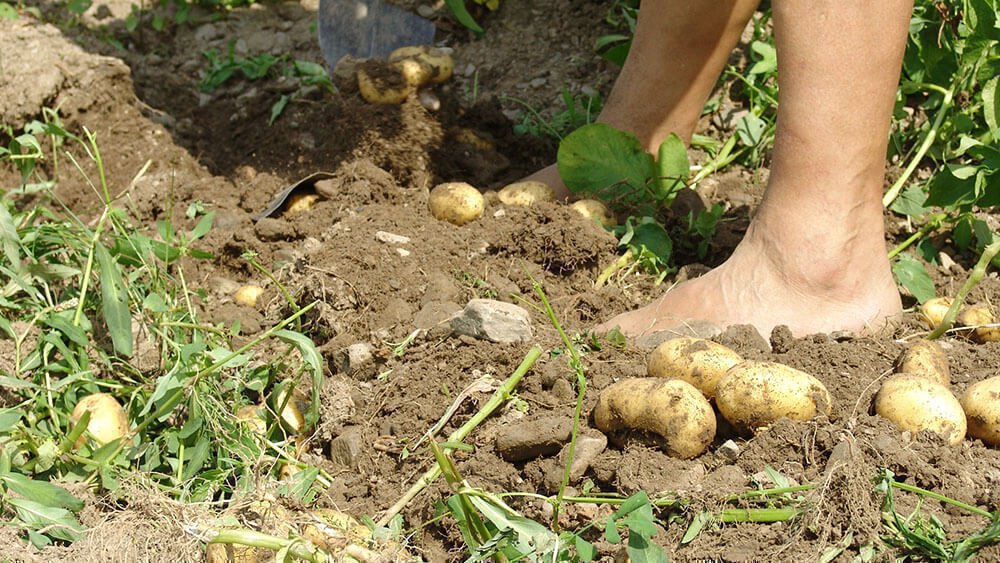 Frötscherhof Mellaun - Biologische Produkte direkt vom Bauernhof