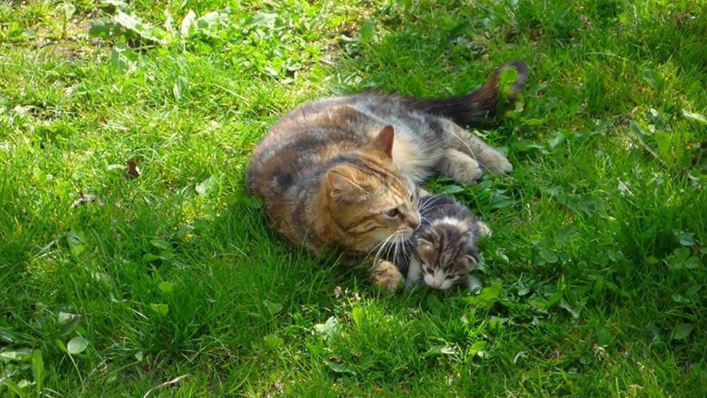 Frötscherhof Mellaun - Langeweile kennt keiner bei unserem Erlebnisbauernhof