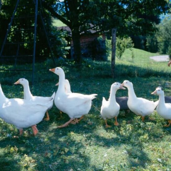 Impressionen vom Frötscherhof Mellaun im Sommer