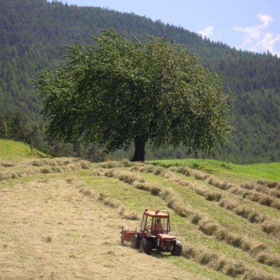 Impressions of the farms in Bressanone - Farm holidays and apartments in South Tyrol 23