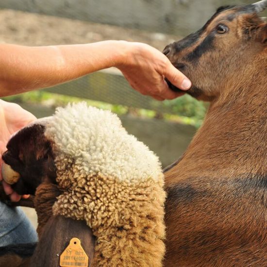 Impressions of the farms in Bressanone - Farm holidays and apartments in South Tyrol 28