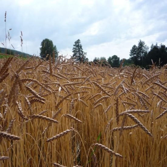 Impressionen Brixner Bauernhöfe - Bauernhofurlaub und Ferienwohnungen Südtirol