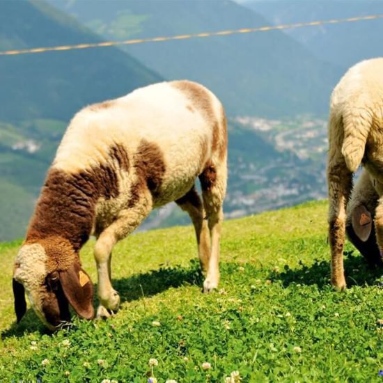 Impressionen Brixner Bauernhöfe - Bauernhofurlaub und Ferienwohnungen Südtirol