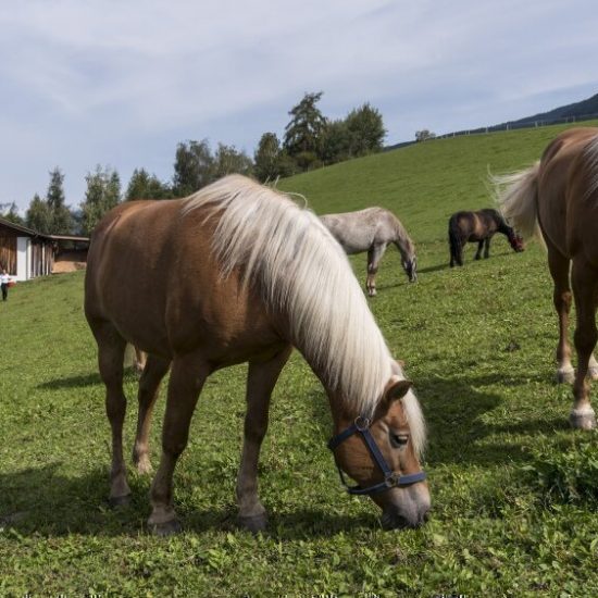 Impressions of the farms in Bressanone - Farm holidays and apartments in South Tyrol 20