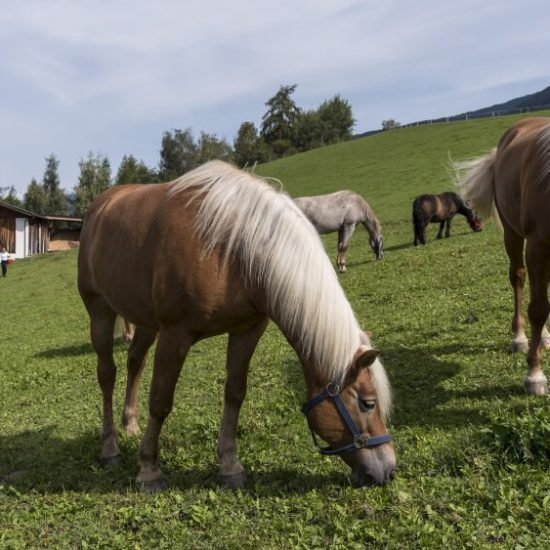 Impressionen Brixner Bauernhöfe - Bauernhofurlaub und Ferienwohnungen Südtirol