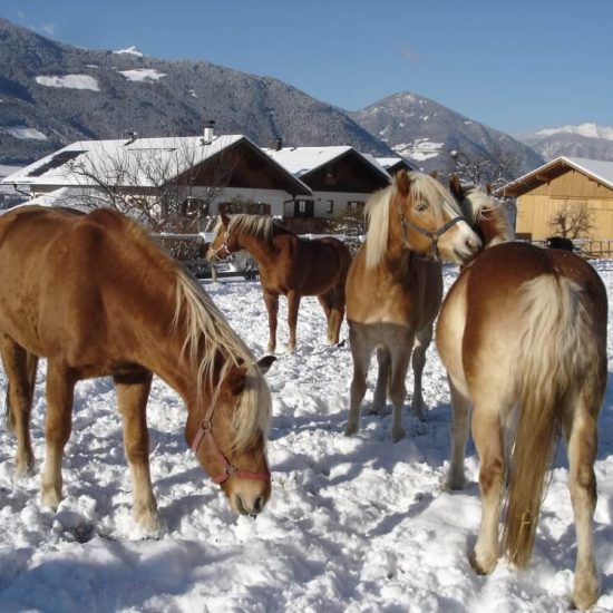 Impressions of the farms in Bressanone - Farm holidays and apartments in South Tyrol 46