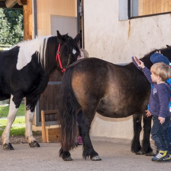 Impressionen vom Widmannhof Klerant im Sommer