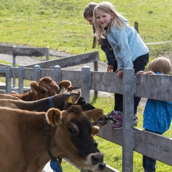 Impressionen vom Widmannhof Klerant im Sommer