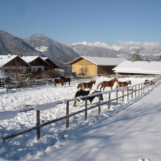 Impressionen vom Widmannhof im Winter