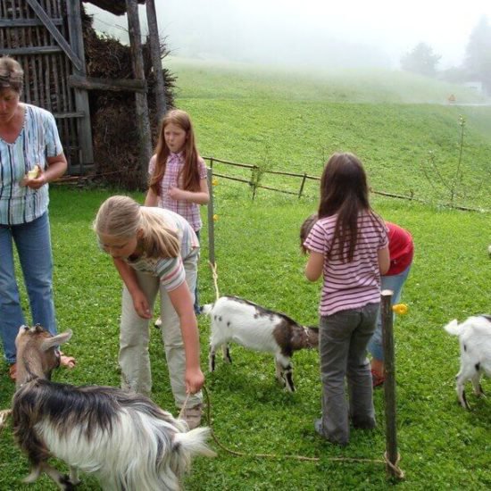 Impressionen vom Schangererhof im Sommer