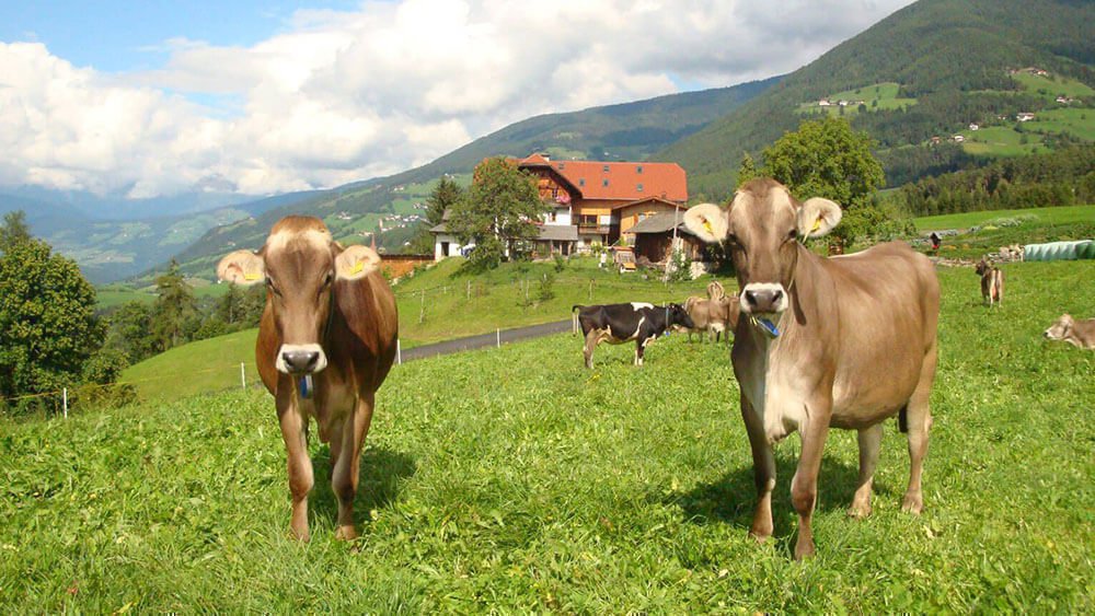 Schagererhof Mellaun | Wandern- und Skifahren auf der Plose in Brixen