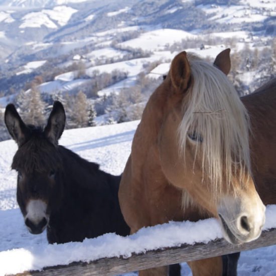 Sedlhof Klerant - Winterferien auf dem Bauernhof - Winterurlaub in den Dolomiten