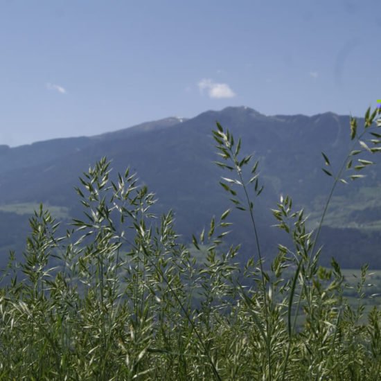 Sedlhof Klerant - Ferien auf dem Bauernhof