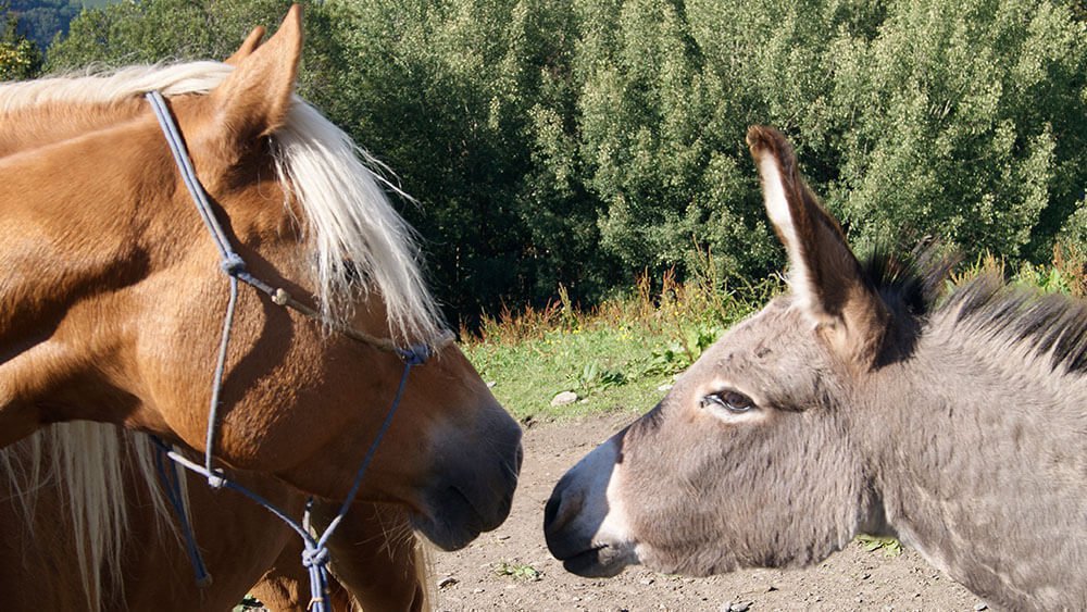 Sedlhof Klerant - Tiere auf dem Hof - Natururlaub Südtirol