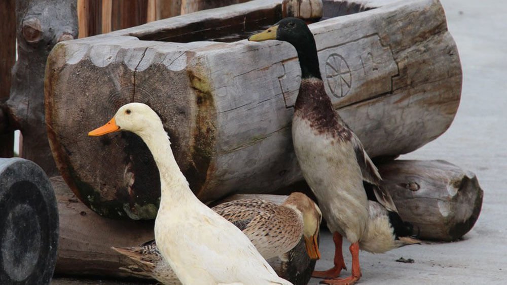 Sedlhof Klerant - Tiere auf dem Hof - Natururlaub Südtirol