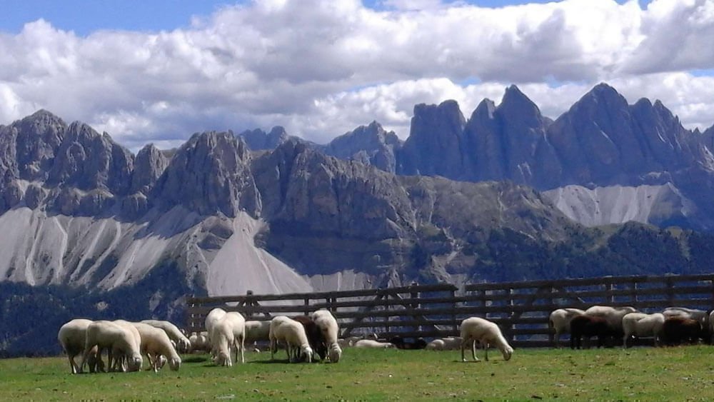 Staudacherhof - Ferien auf dem Bauernhof | Wandern in den Dolomiten