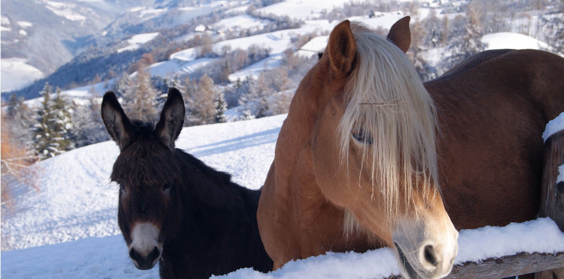 Urlaub auf dem Bauernhof Brixen | Winterurlaub am Bauernhof