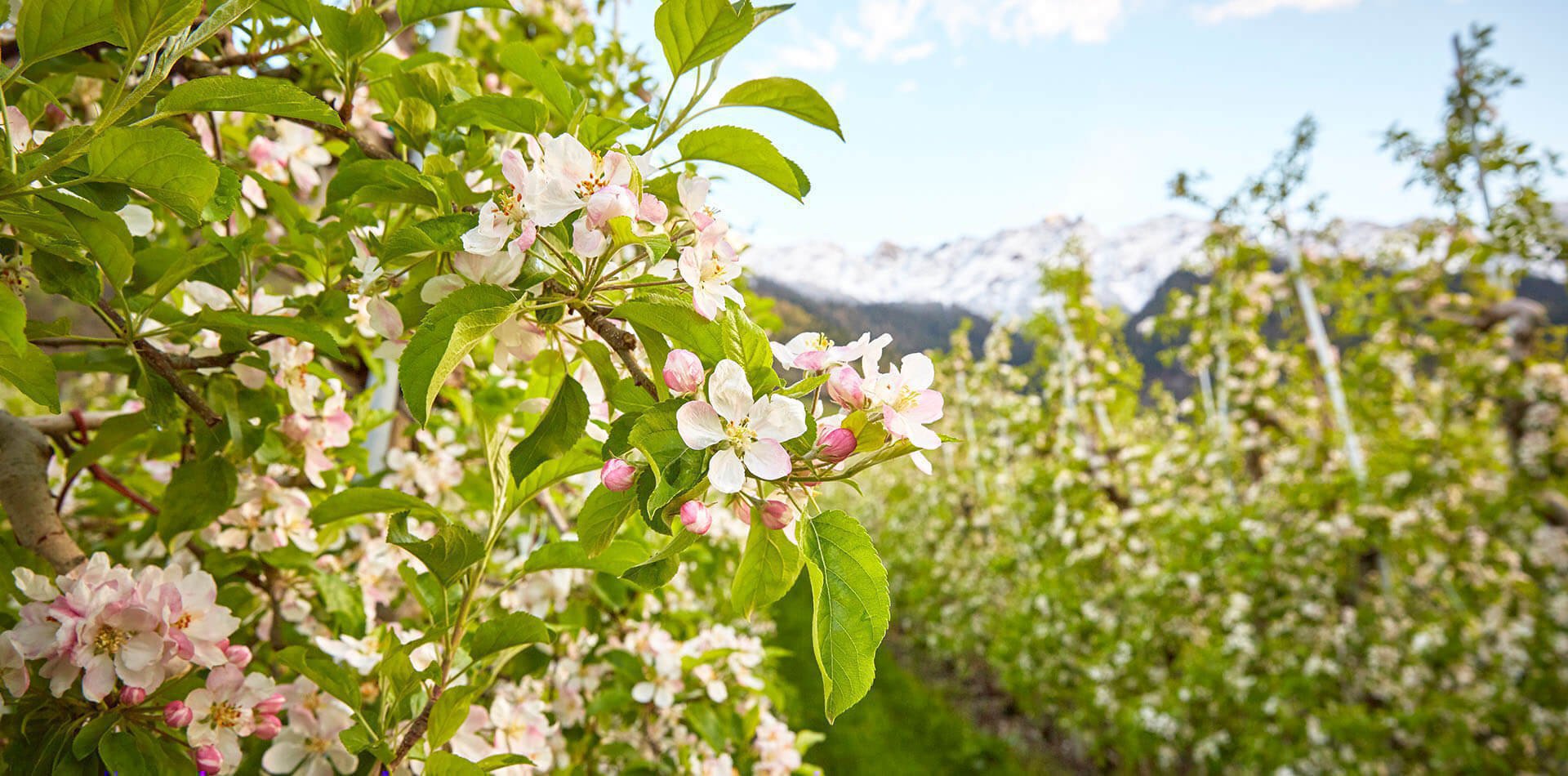 Frühlingsurlaub auf dem Bauernhof im Eisacktal