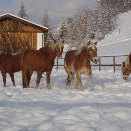 Widmannhof-inverno-alto-adige-10