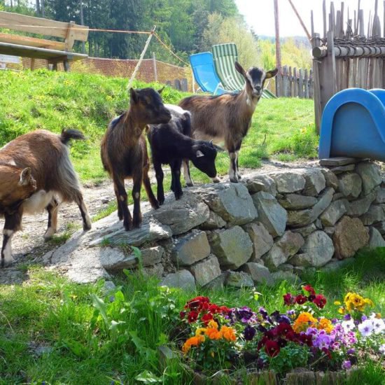 Impressionen vom Frötscherhof Mellaun im Sommer